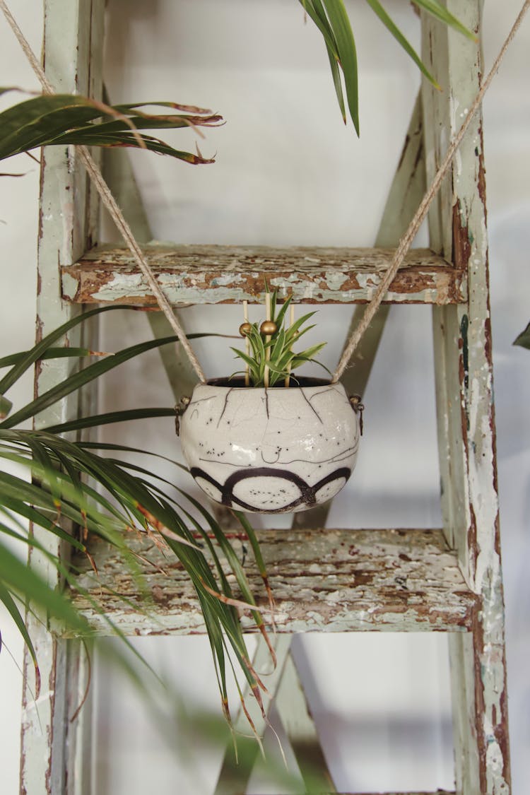 Plant In A Hanging Vase