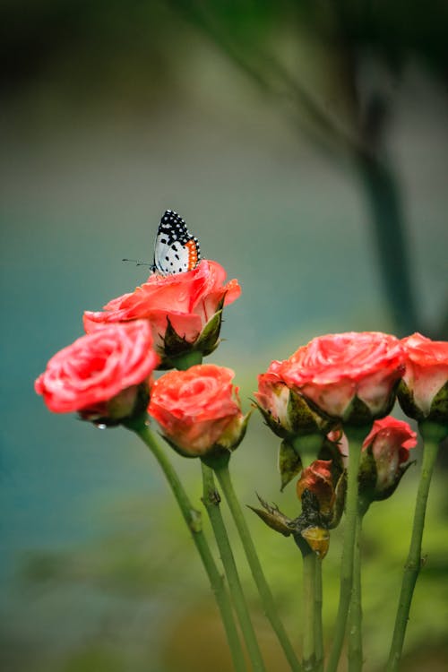 Foto profissional grátis de animal, borboleta, fechar-se