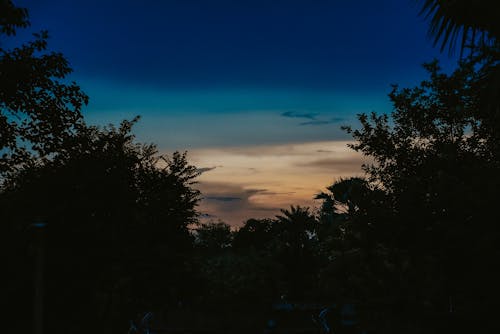 คลังภาพถ่ายฟรี ของ คืนท้องฟ้า, ซิลูเอตต์, ต้นไม้