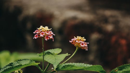 Flowers in Tilt Shift Lens