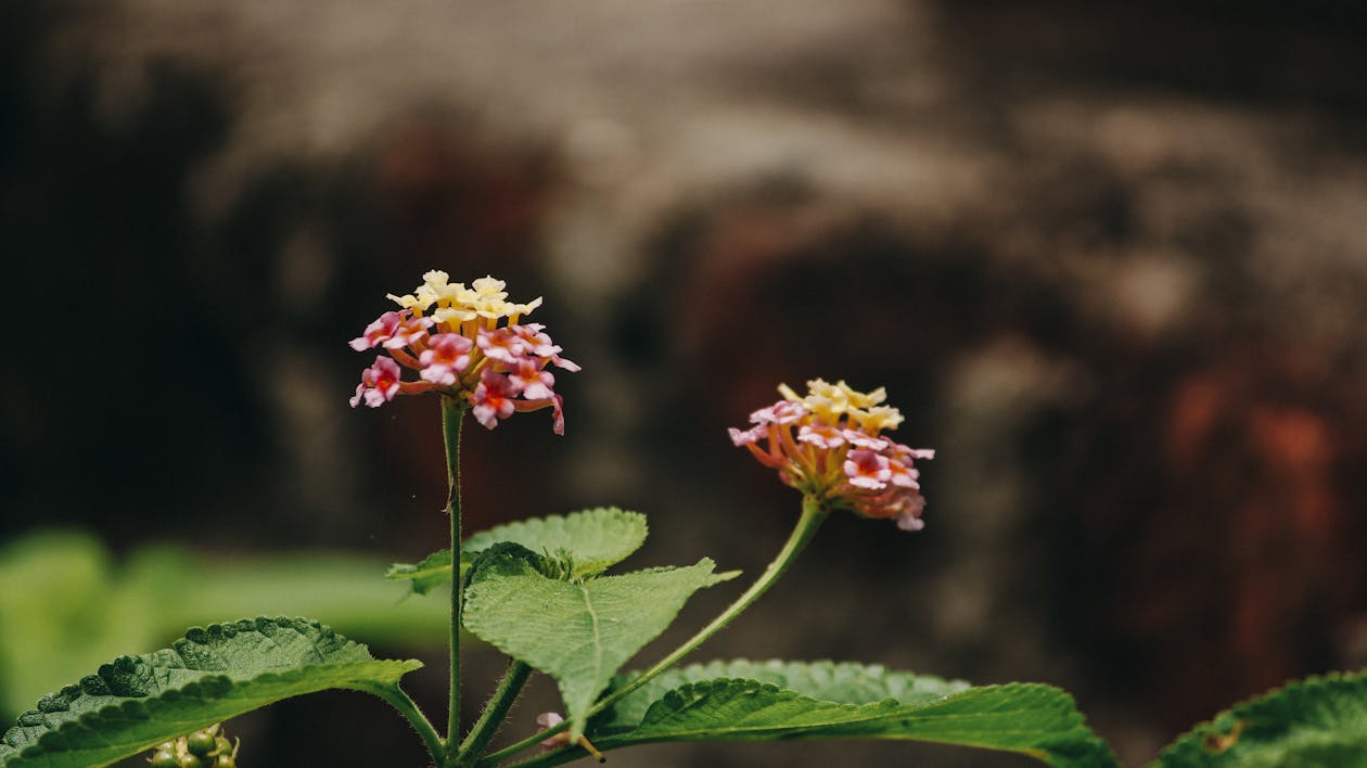 Free Flowers in Tilt Shift Lens Stock Photo