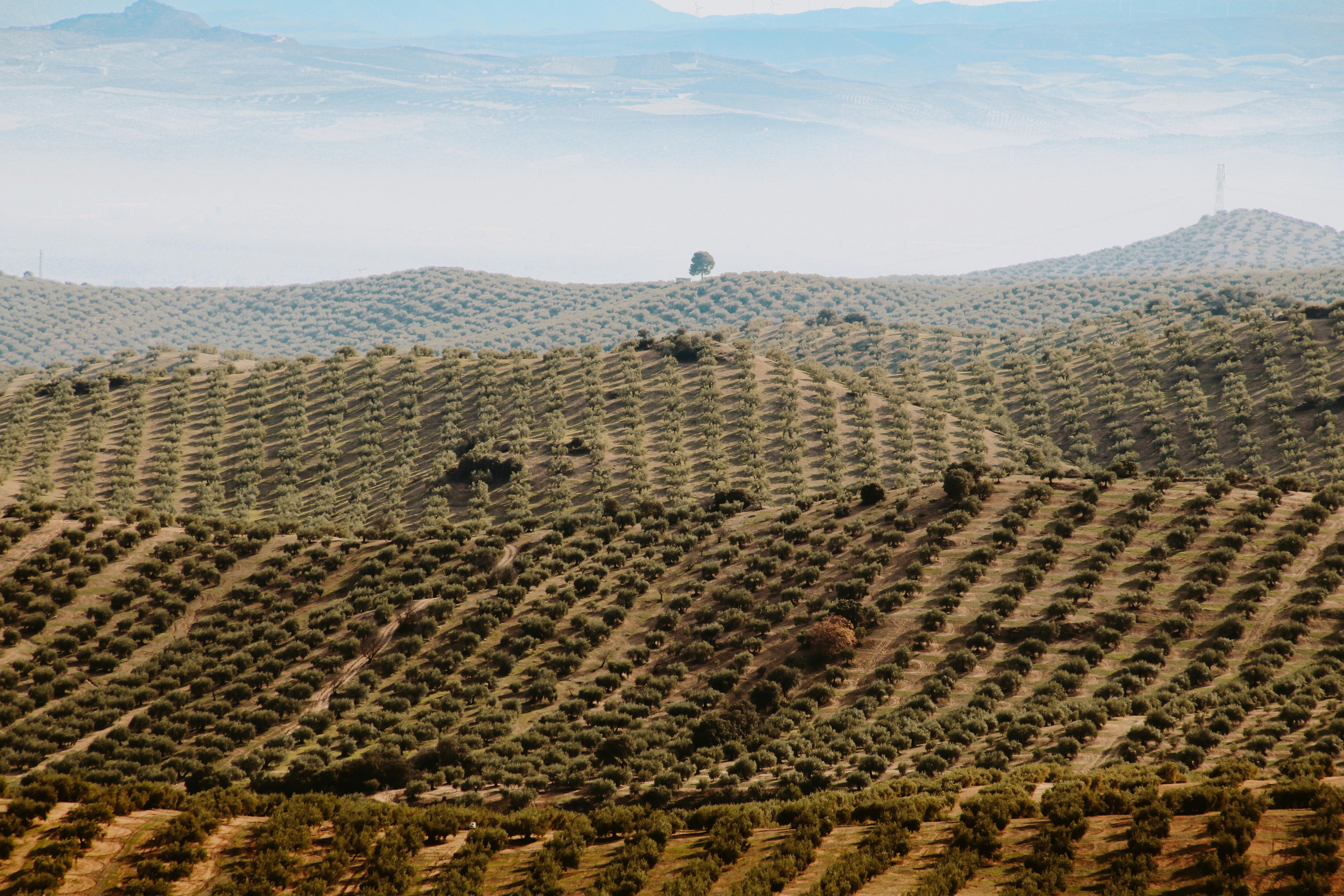 Cultivar de azeitona Bambina revela potencial nutricional e resiliência climática