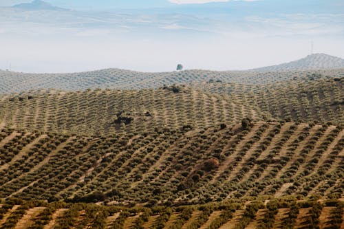 Orchards on Hills
