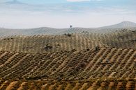 Brown Field Under Blue Sky