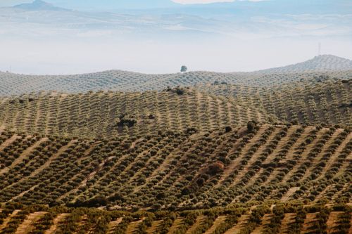 Free Vast olive orchards spread over rolling hills under a clear blue sky. Stock Photo
