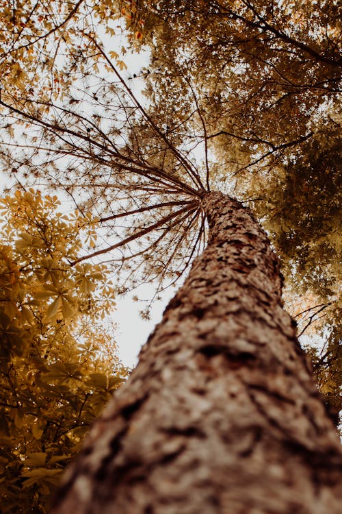 Gratis lagerfoto af bark, grene, lavvinkelskud