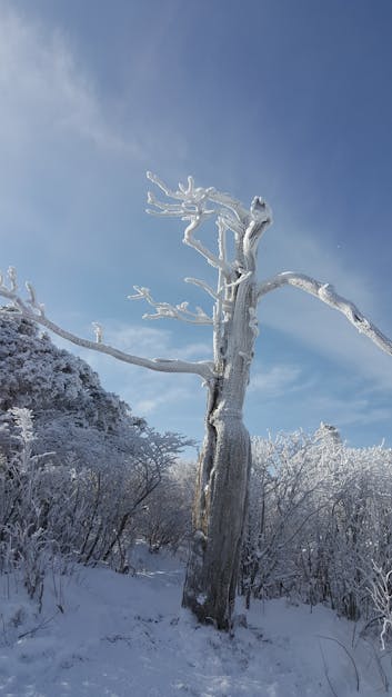 Free stock photo of #korea, #mountain, #taebaeksan