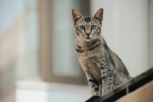 Photo of a Gray Cat