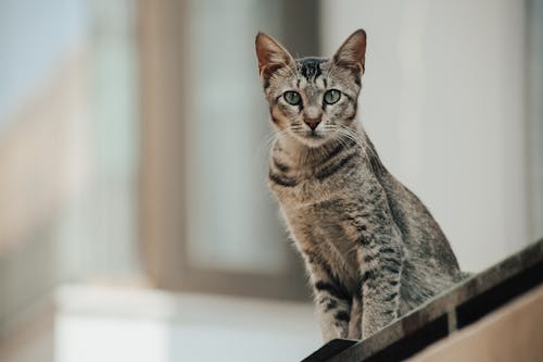 Fotobanka s bezplatnými fotkami na tému egyptský mau, mačací, mačka