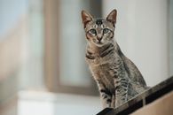 Photo of a Gray Cat