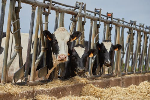 бесплатная Бесплатное стоковое фото с домашний скот, киоск, коровы Стоковое фото
