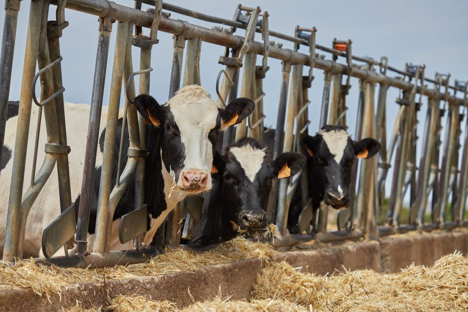 Nutrition for Pregnant Cows: Causes, Symptoms, Treatment and Prevention