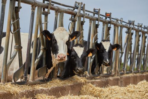 Free Close-up of Holstein cows feeding on hay in a farm setting, showcasing livestock management. Stock Photo