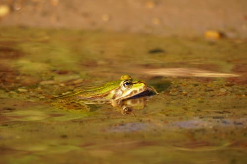 Kostenloses Stock Foto zu frosch, nahansicht, natur