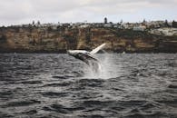Humpback whale splashing in sea near coast