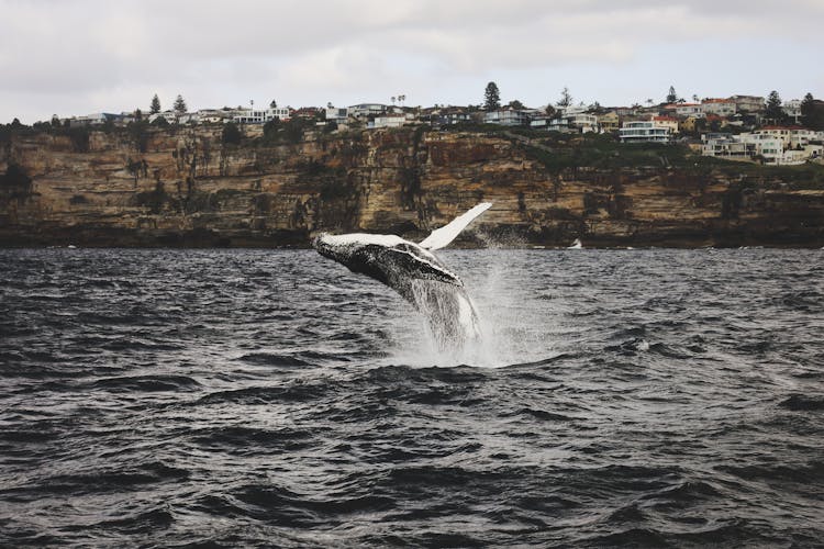 Humpback Whale Splashing In Sea Near Coast