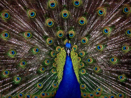 Gratis Fotos de stock gratuitas de animal, aviar, colorido Foto de stock