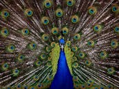 一只孔雀惊艳地展开了它色彩斑斓的羽毛