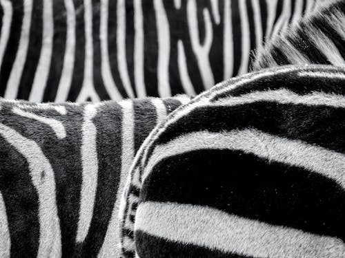 Free Black and White Zebra Patternt Stock Photo