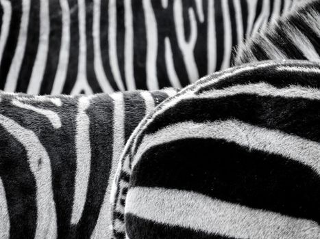 Artistic black and white close-up of zebra stripes highlighting natural patterns.