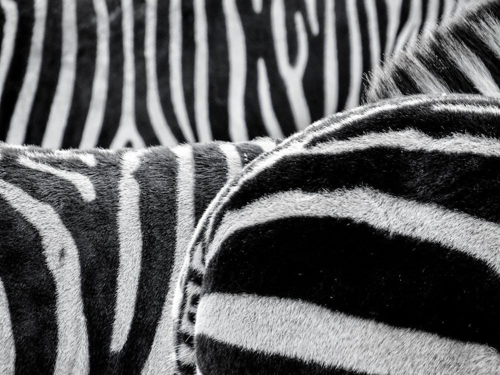 Kostenlos Schwarz Weiß Zebra Muster Stock-Foto