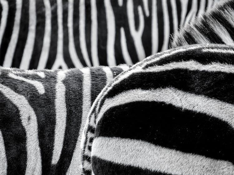 Black And White Zebra Patternt