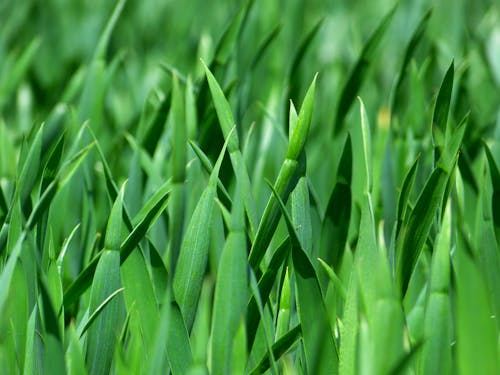 Kostnadsfri bild av gräs, gräs bakgrund, grön