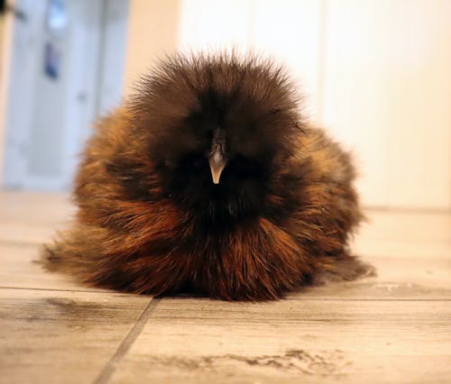 Free stock photo of baby silkie, backyard chicken, bird