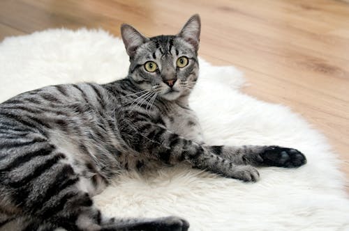 Серебристый полосатый кот лежит на белой ткани