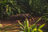 Anteater on rough land among plants in zoo