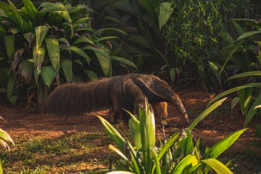Anteater on rough land among plants in zoo