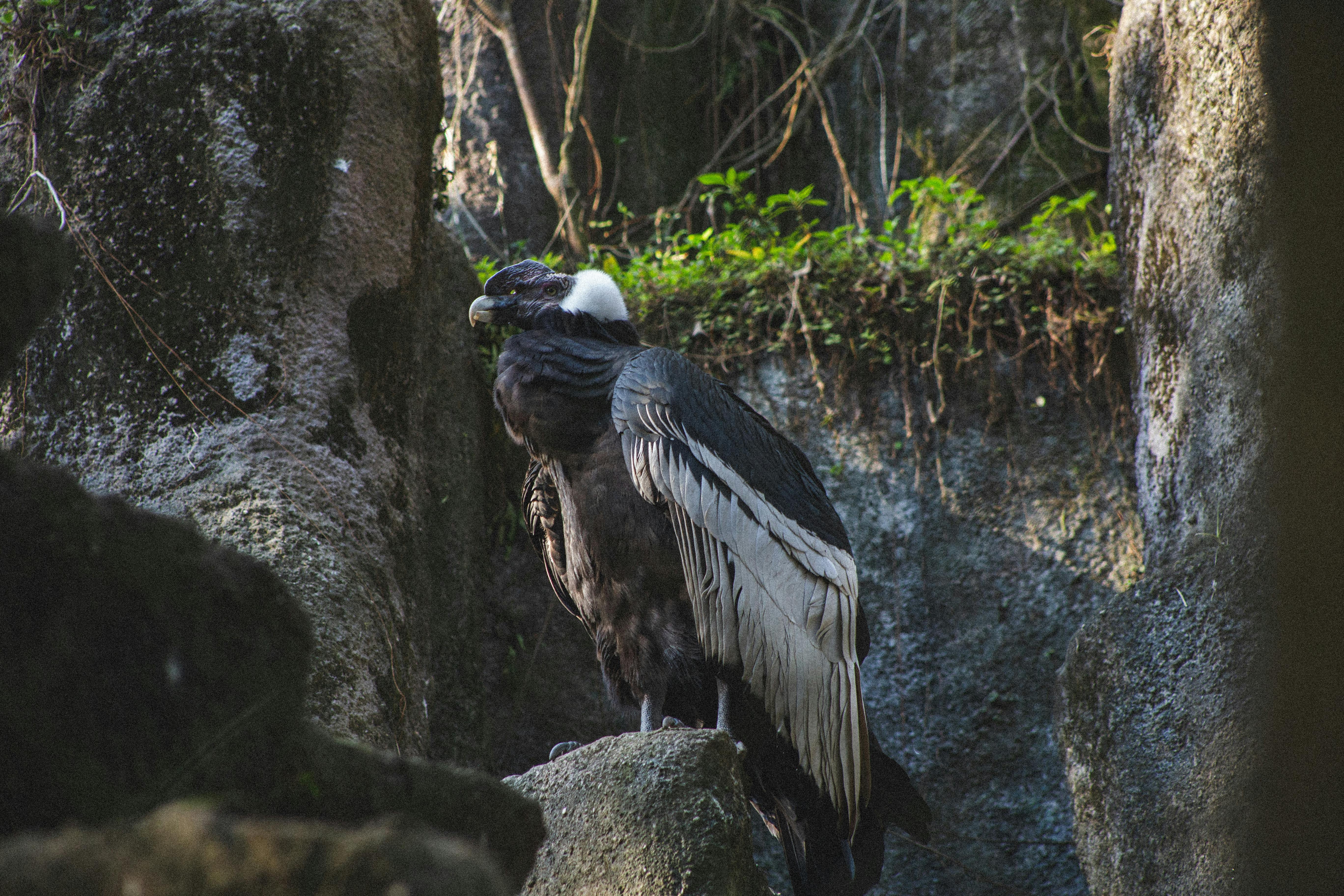 El majestuoso Cóndor Andino: características, hábitat y conservación