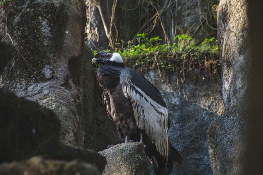 Andean condor resting on stone in zoo
