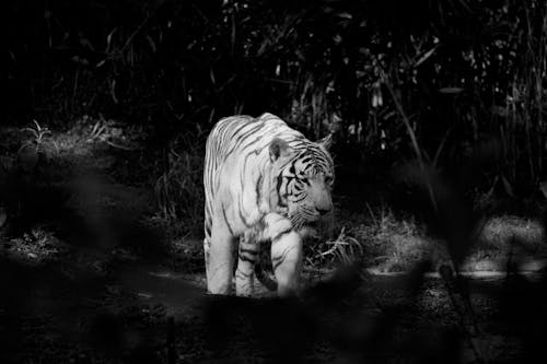 Black and white of powerful tiger with striped fur strolling on land in zoo while looking away