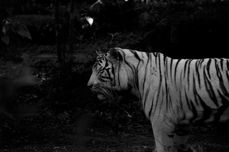 Dangerous Tiger Standing In Zoo In Darkness