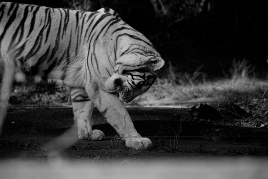 Black and white of dangerous tiger with striped fur strolling on terrain in zoological garden