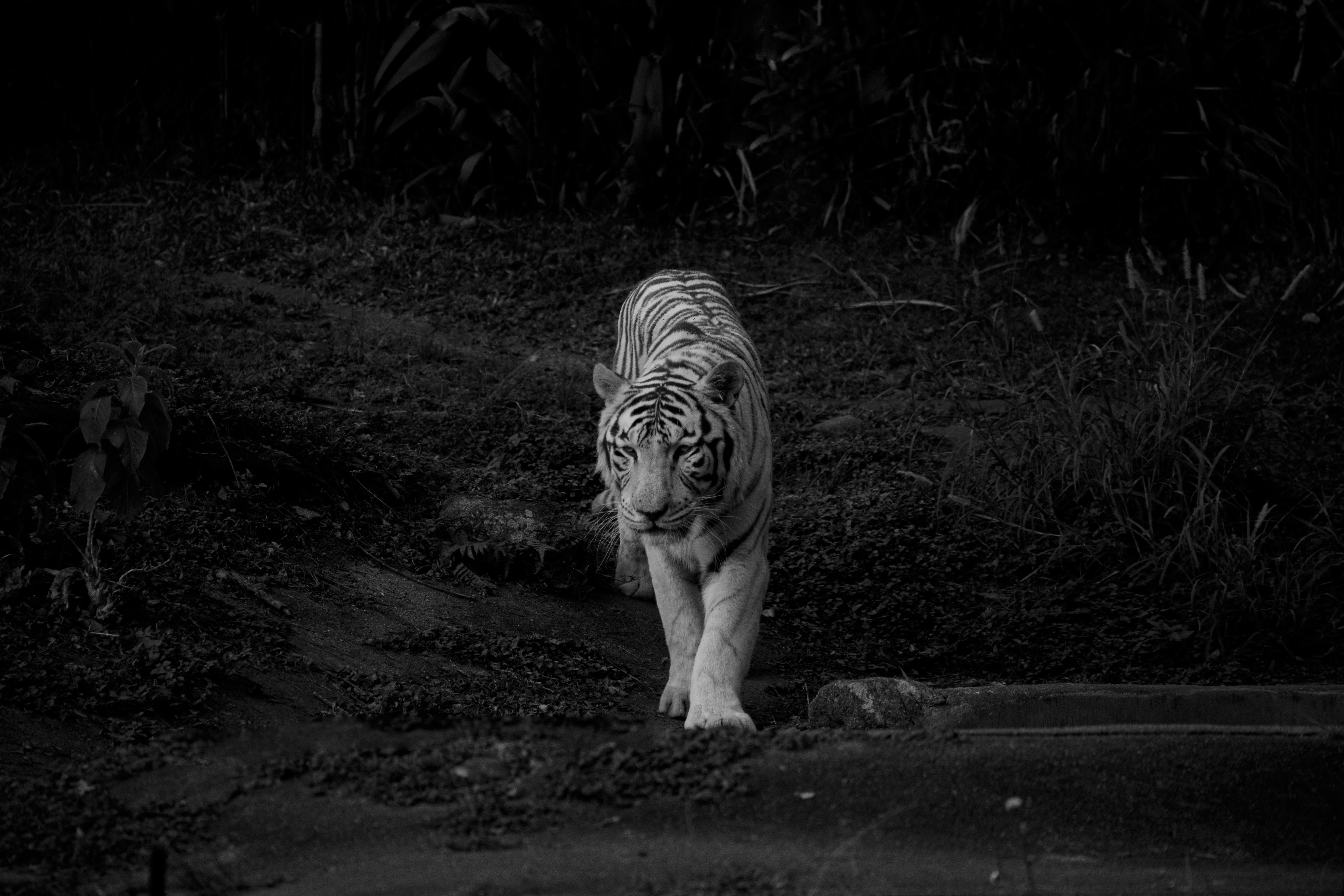 Premium Photo  Adult tiger closeup 3d illustration