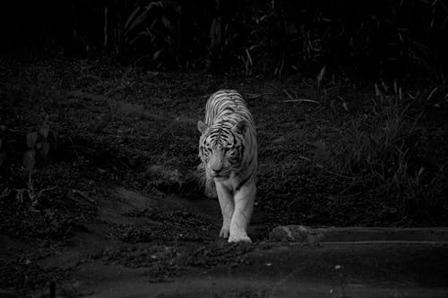 Black and white of powerful tiger with striped fur walking on land in zoological garden