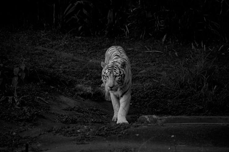 Dangerous Tiger Strolling On Terrain In Zoo