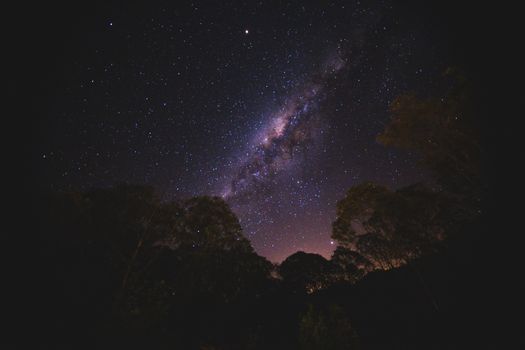 从下方俯瞰，发光的星星在黑暗天空中，点缀着生长树木的上方