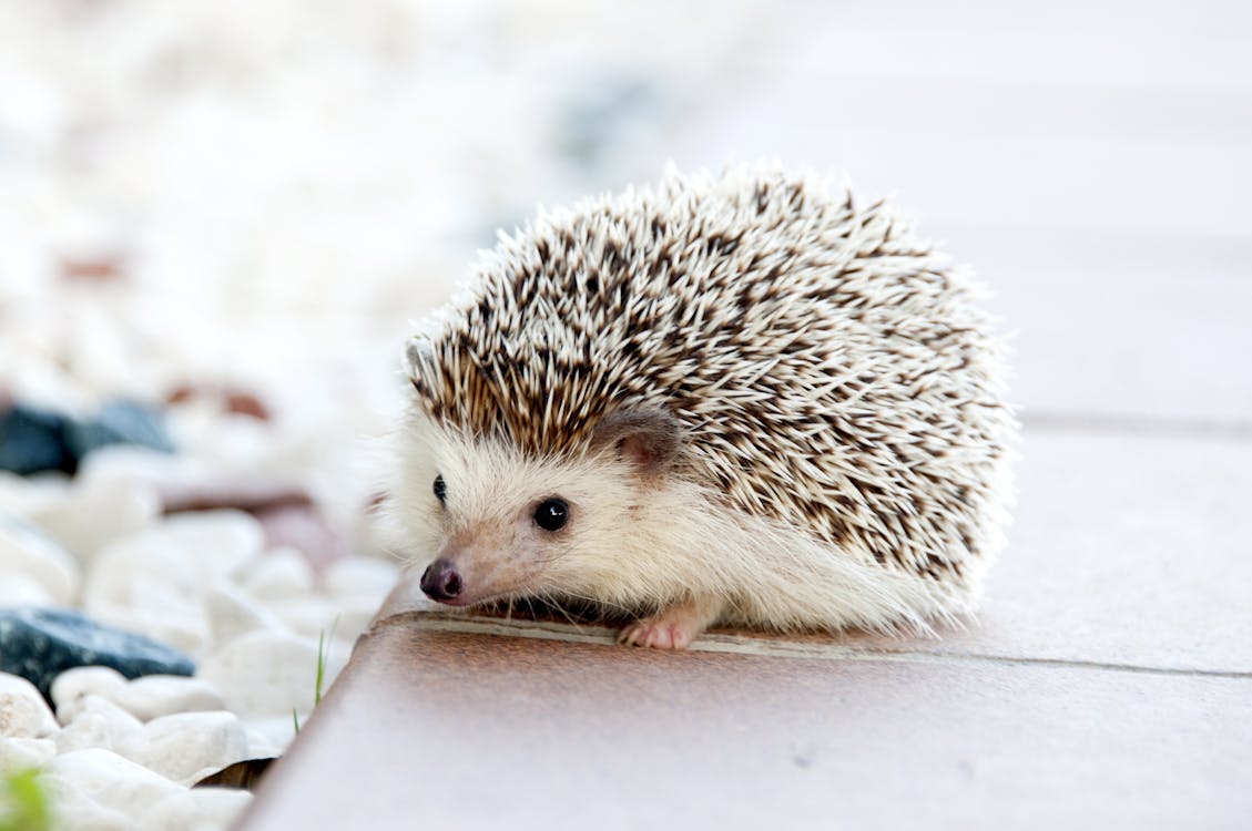 Free Shallow Photo of Hedgehog Stock Photo