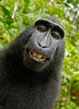 Black Chimpanzee Smiling