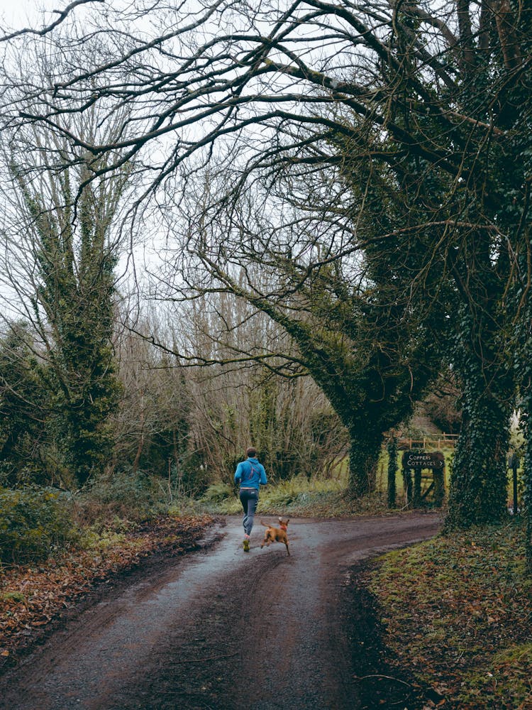 Man And A Dog Running On Pathway Between Bare Trees 