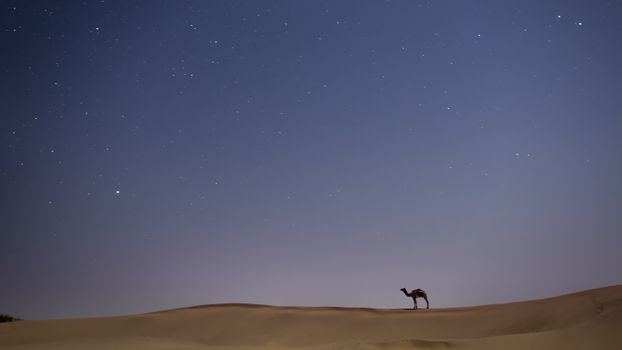 杰萨尔默沙漠的星空下，骆驼的剪影风景如画
