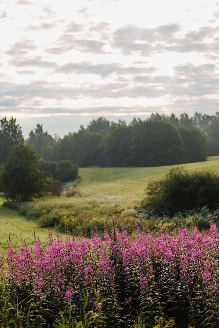 Fireweed Flower Field Near Green Grass Field 