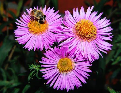 3 Roze Geclusterde Bloemen In Close Up Shots