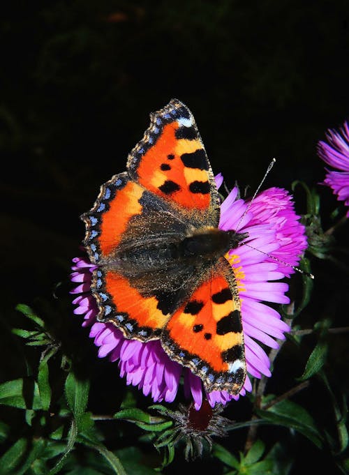 Oranje Vlinder Op Paarse Bloem