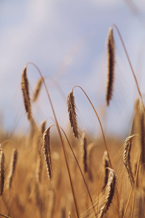 Close-up Wheat on a Field 