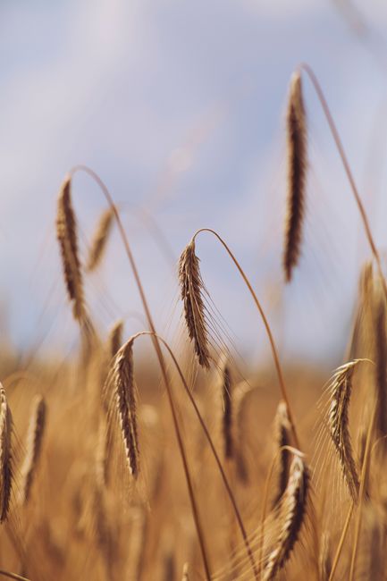 Close-up of wheat stalks in a sunlit field, epitomizing summer's rural beauty.