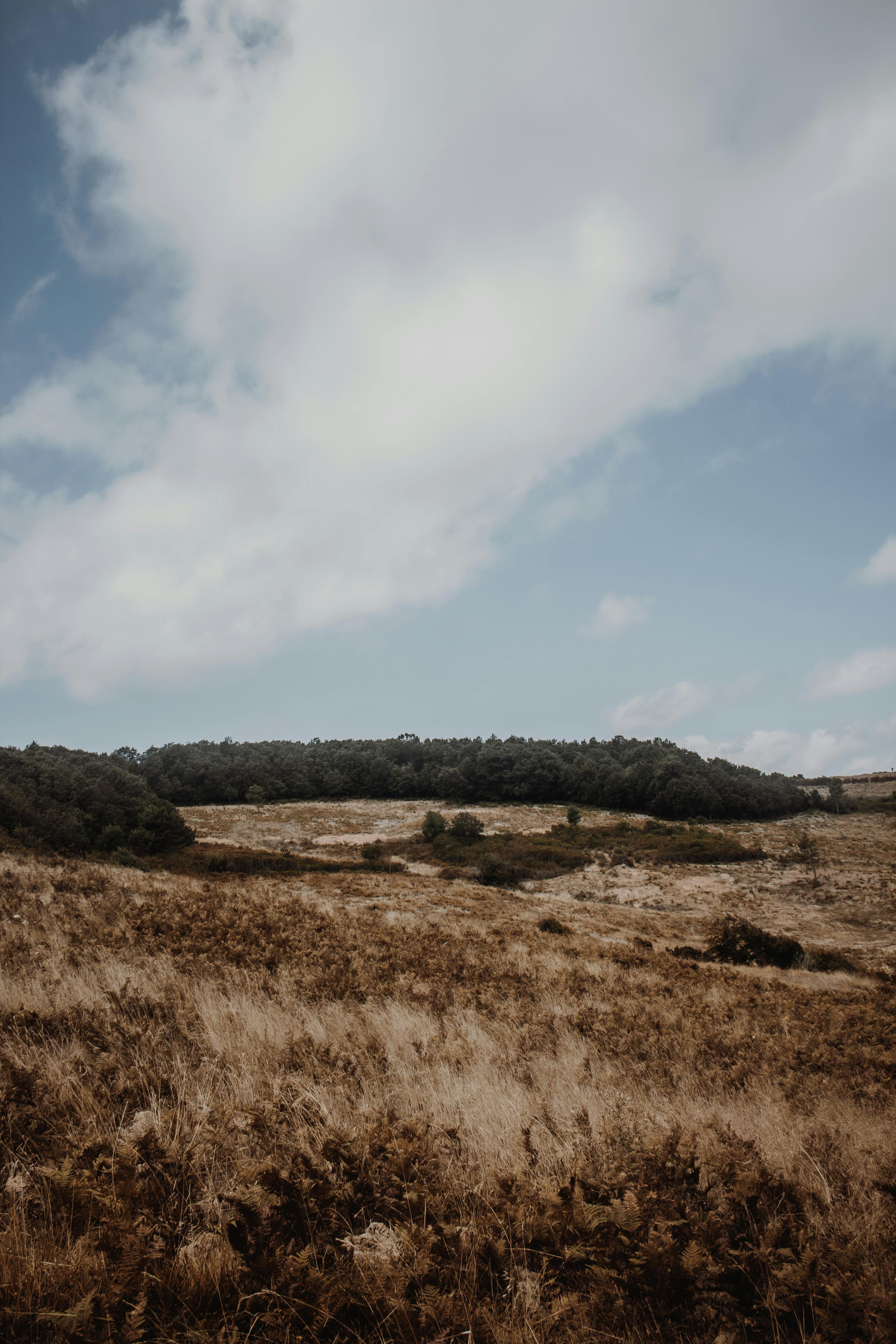 brown grass field under white clouds and blue sky